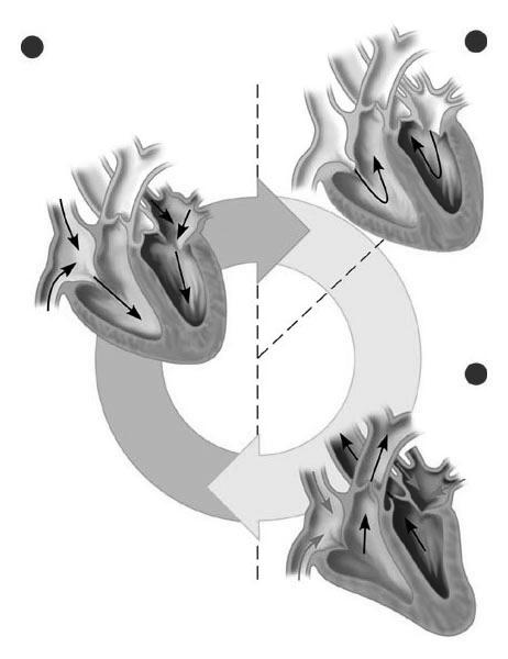 The heart contracts and relaxes rhythmically During diastole Blood flows from the veins into the heart chambers During systole Contractions of the atria push blood into the ventricles Stronger