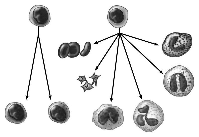 15A Platelet plug Stem cells offer a potential cure for blood cell diseases Stem cells divide in bone