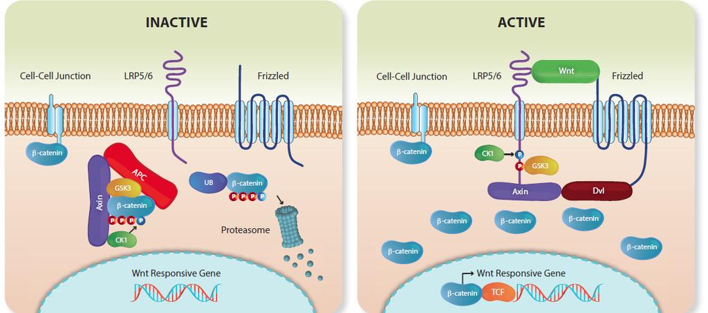 The Wnt/β-Catenin pathway Wnt signaling is present in many cells, particularly in high turn-over tissues Wnt signaling is often implicated