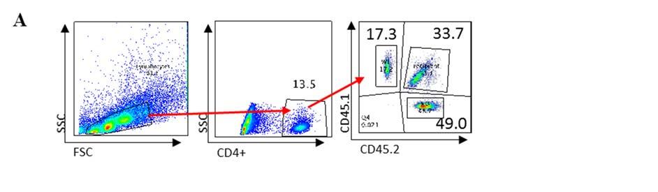 Supplementary Figure 4: PD-1H determines the pool size of Treg cells in bone marrow chimeric mice. (A) A total of 10 million mixed bone marrow cells from CD45.1 WT mice and CD45.