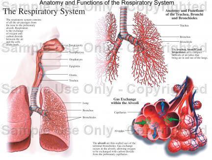 Respiratory Physiology Dr.