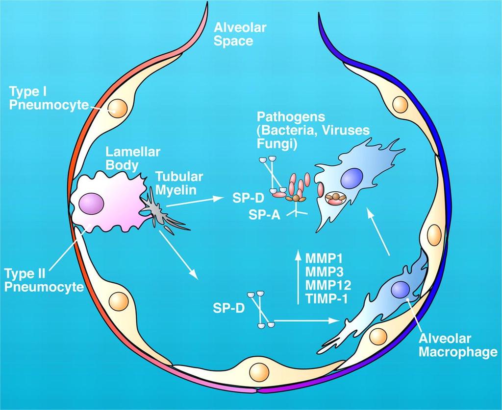 1- Type I alveolar epithelial cells ( type I pneumocytes) *Participate in the respiratory membrane.