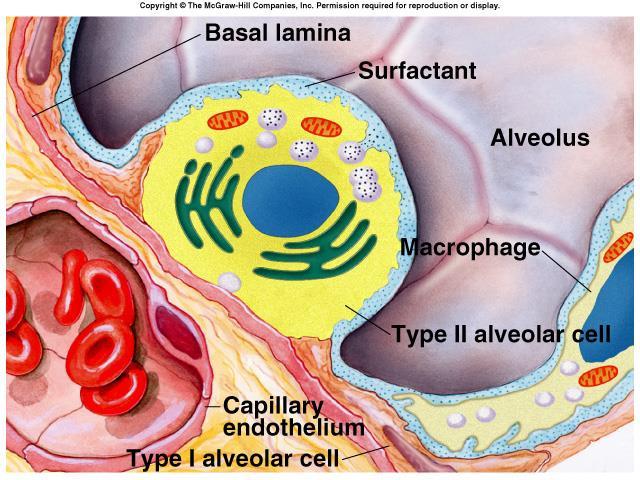 Surface Tension H 2 O molecules at the surface of alveoli are attracted to each other by attractive forces that resist distension called