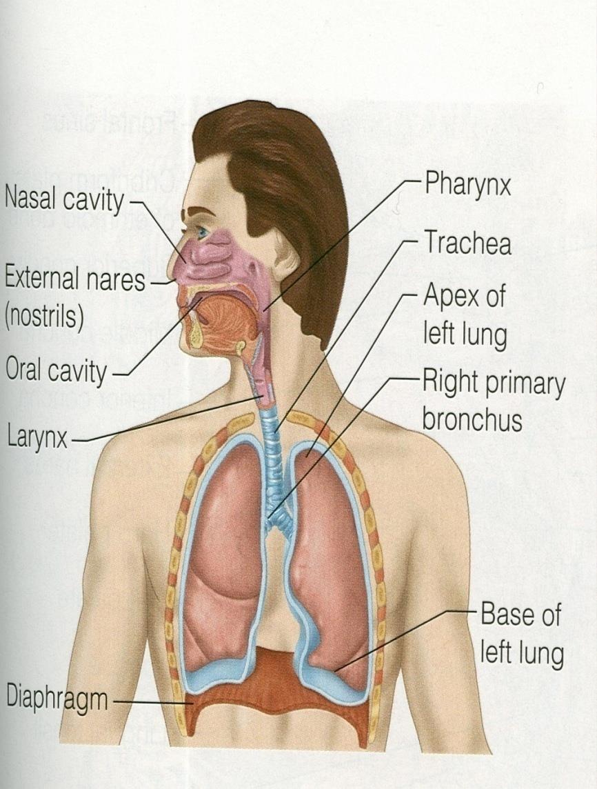 The main goal of respiration is to 1-Provide oxygen to tissues 2- Remove CO2