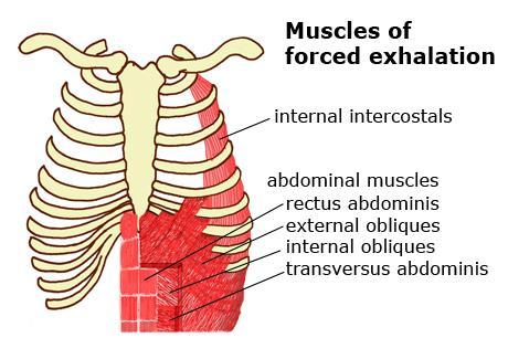 Cont respiratory muscles Inspiratory muscles - During resting inspiration are the diaphragm, external intercostals.