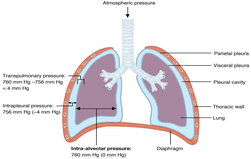 Pressure changes in the lungs during breathing Air will flow from a region of