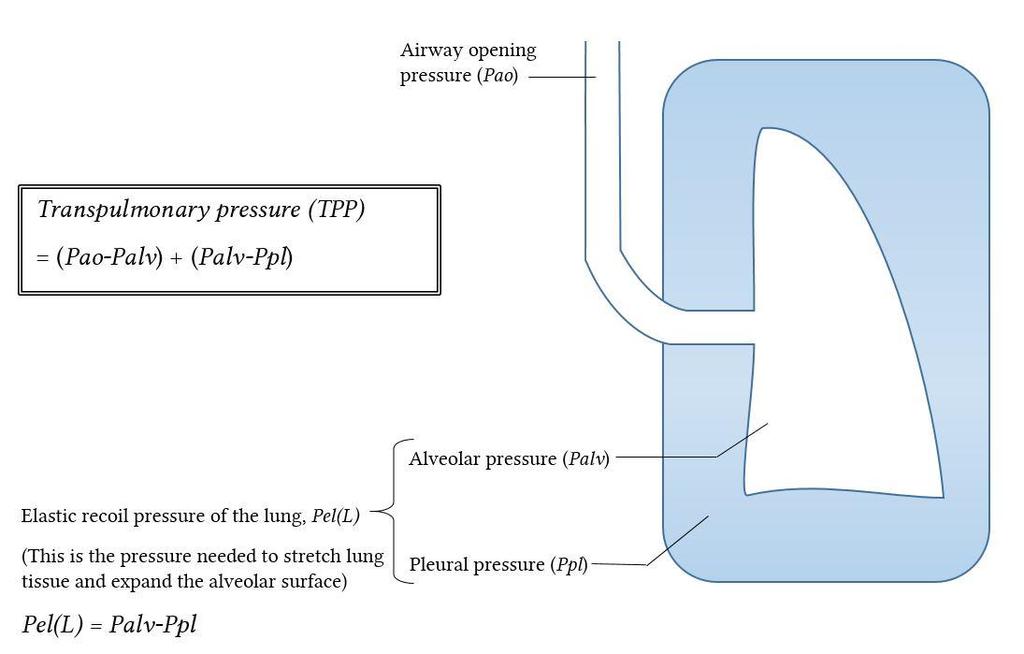 3-Transpulmonary pressure (TPp) (Extending Pressure) The difference between the alveolar pressure (Palv) and the pleural pressure(ppl).