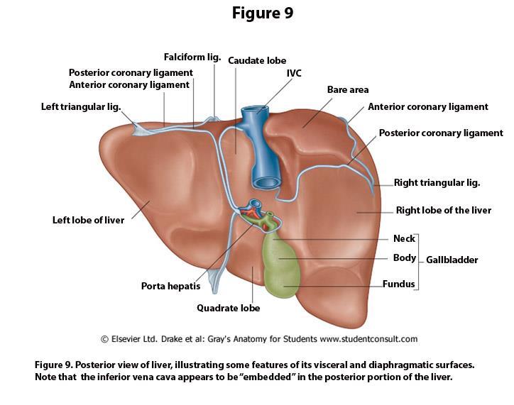 11 Identify the sharp inferior border that separates the diaphragmatic surface from the visceral surface.