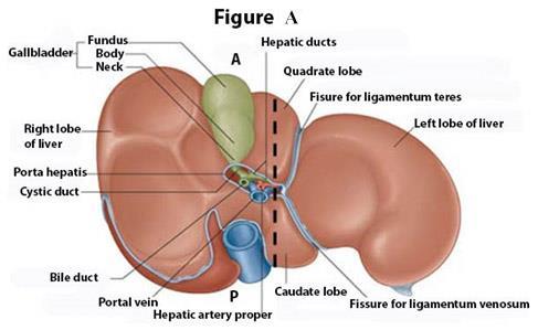 2 Incise the hepatogastric ligament (of the lesser omentum) and then the