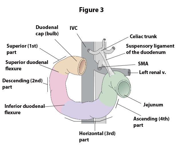 6 Find the vermiform appendix. Approximately 60% of the time, the appendix is found posterior to the cecum, in the retrocecal recess. Look for an appendicular artery within the mesoappendix.