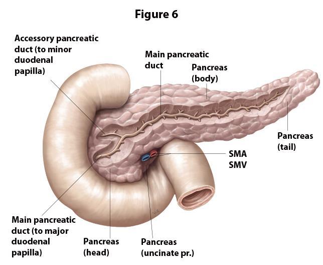 9 Return to the celiac trunk, SMA and their branches to the duodenum and pancreas, which could not be examined earlier