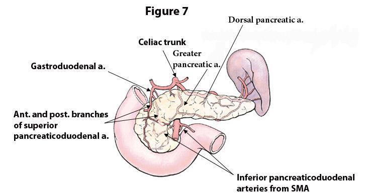 Identify these arteries: o superior pancreaticoduodenal artery (from the gastroduodenal artery) o the greater pancreatic