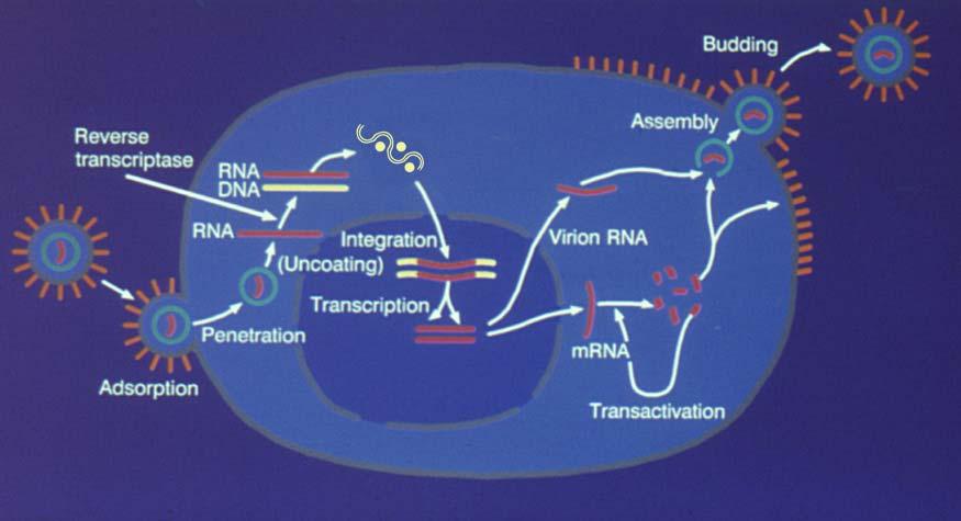 Life Cycle of HIV reverse transcriptase inhibitors
