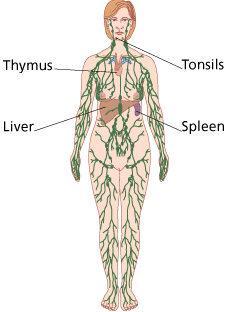The Lymphatic System Network of vessels and organs Lymphatic vessels Pick up excess fluid, proteins, etc.