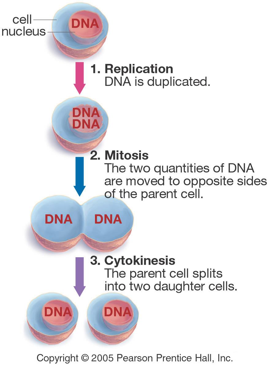 Genes, Mitosis and Cytokinesis The three main components of the cell cycle.