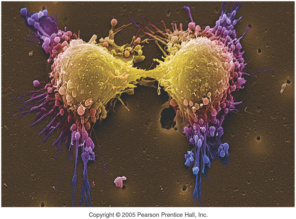 Genes, Mitosis and Cytokinesis 12/17/14 Cancer Is One Outcome of A Runaway Cell Cycle What s in a name?
