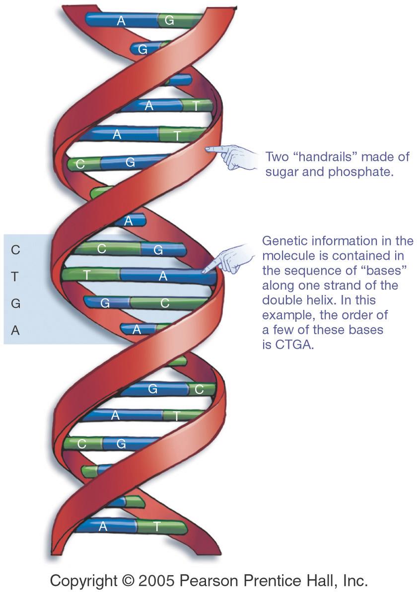 Genes, Mitosis and Cytokinesis 12/17/14 DNA and Its Faithful