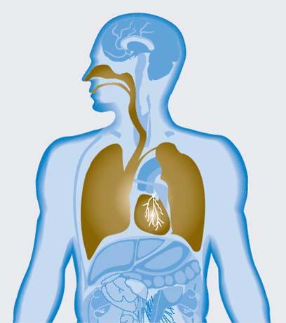 Occupational diseases Especially the lung and other organs that enable human respiration can be damaged.