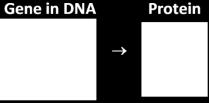 Different versions of the same gene are called alleles. Different alleles give the instructions for making different versions of a protein. This table shows an example.