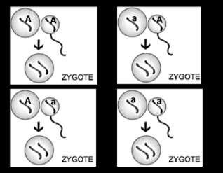 7. This figure shows fertilization of each different type of egg by each different type of sperm.