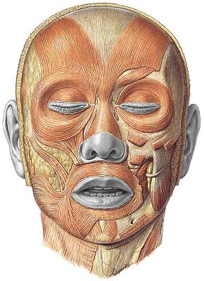 Facial muscles Thin, flat muscles, connected to the dermis of the skin Innervated by the facial nerve Considerable
