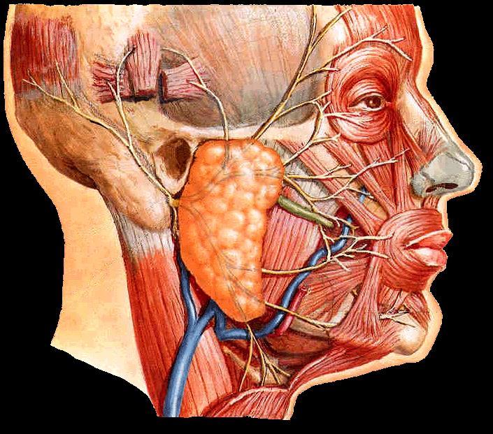 Facial nerve Innervates muscles of facial expression - Exits stylomastoid foramen and