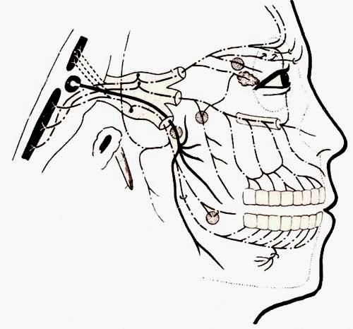 Sensory supply Sensory innervation to the face is provided by the