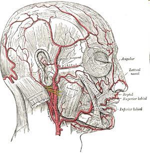 Arterial supply The face is supplied by branches of the external carotid and the internal carotid artery - Two main branches of the external carotid: -