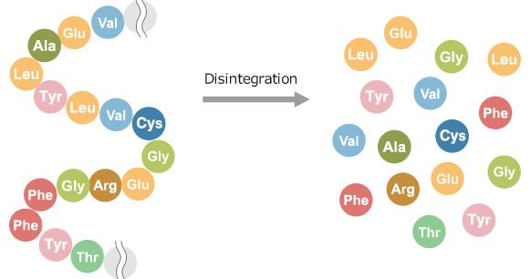 Cellular Protein Degradation Degradation Protein Free Amino Acids - Within cells, proteins are constantly turned over ie proteins typically have half-lives ranging from minutes to days (and weeks or