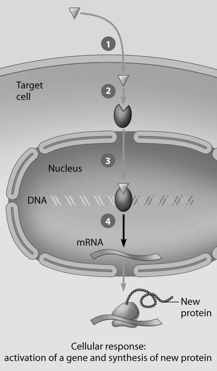 2) Which step in this figure portraying lipid-soluble hormone action shows transcription in response to