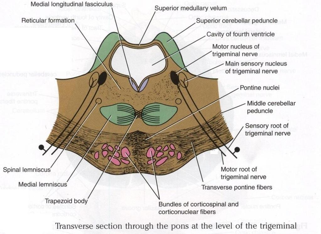 Motor nucleus of the trigeminal nerve: Lies in the lateral part of the floor of the 4 th ventricle.