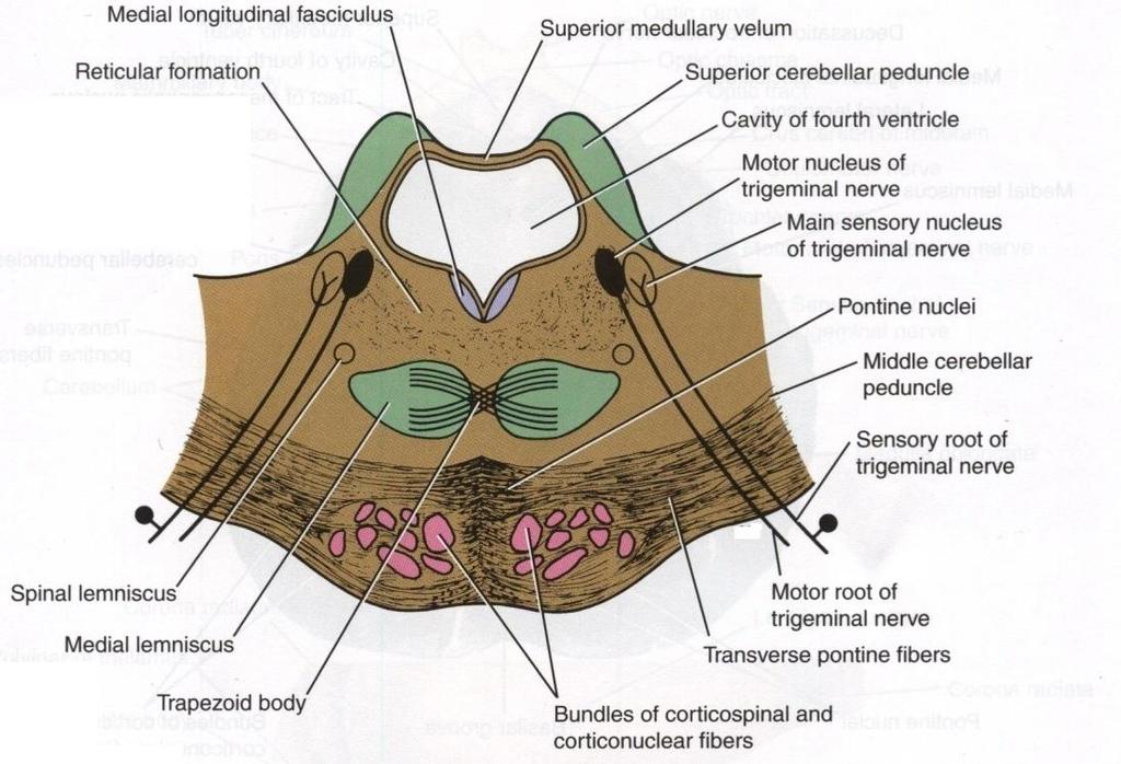Superior Medullary Velum Passes between the two peduncles & forms the roof of the 4 th ventricle.