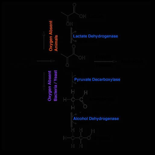 Biochemistry of carbohydrates Glycolysis Fates of Pyruvate. Pyruvate Not an End Point.