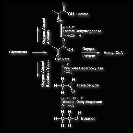 Pyruvate comes from glycolysis; this pyruvate will be decarboxylated to acetaldehyde, and then it