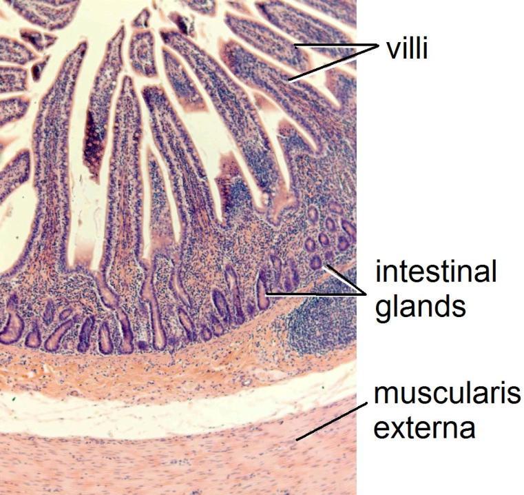 The apical, (lumenal) surface of the columnar epithelial cells bears numerous extensions of the cell membrane called microvilli which increase the surface area of the cells for digestion and
