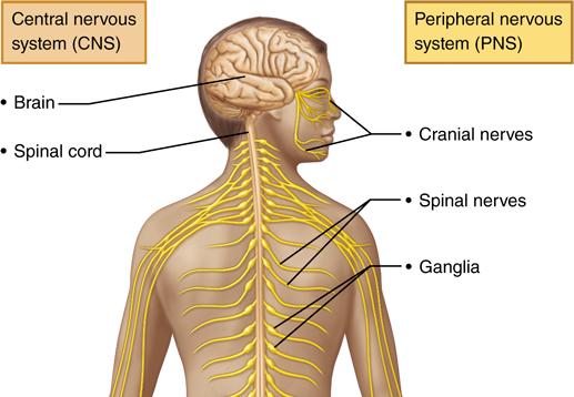 Figure 2.1: The human nervous system [12].