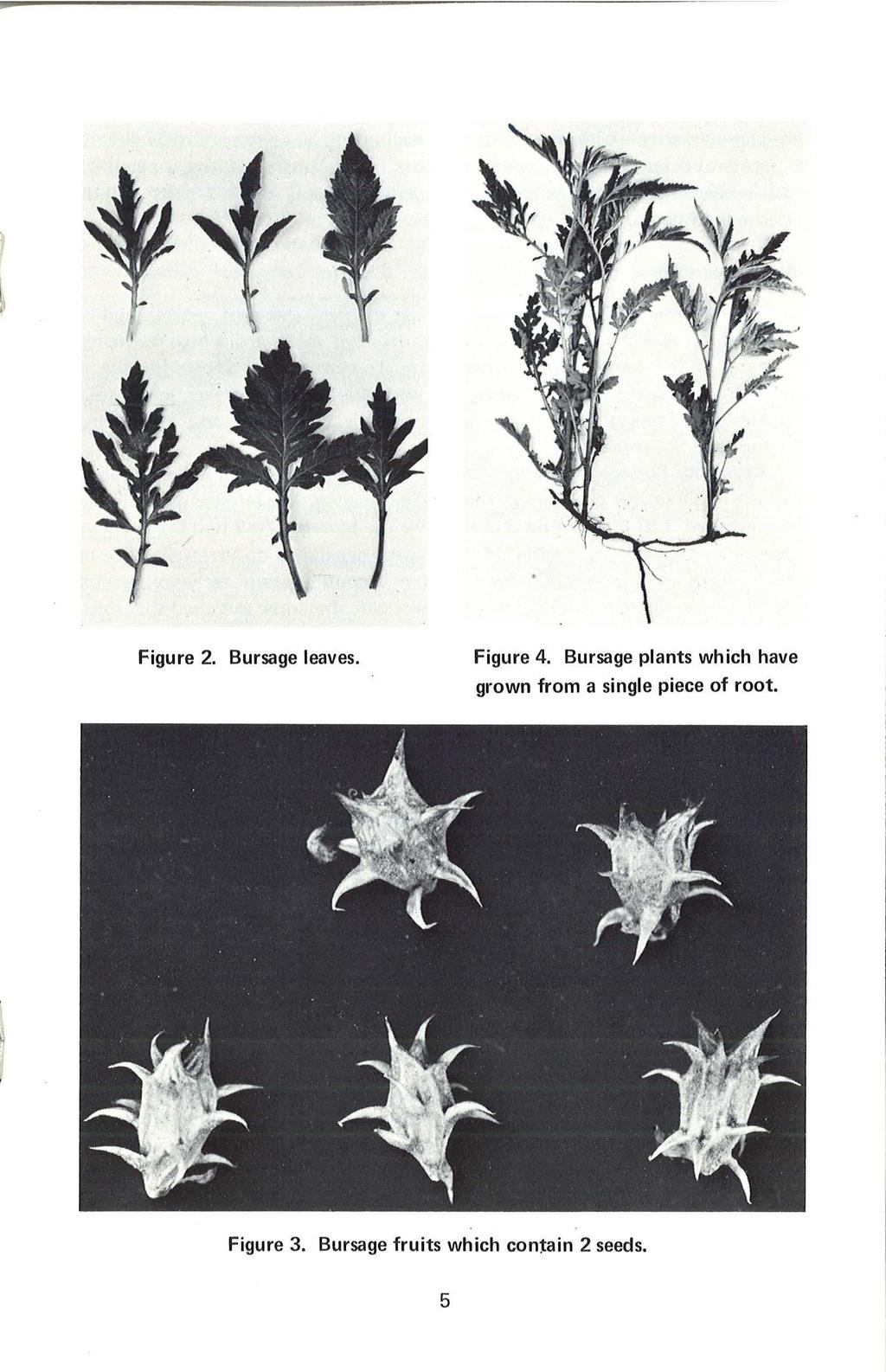 Figure 2. Bursage leaves. Figure 4.