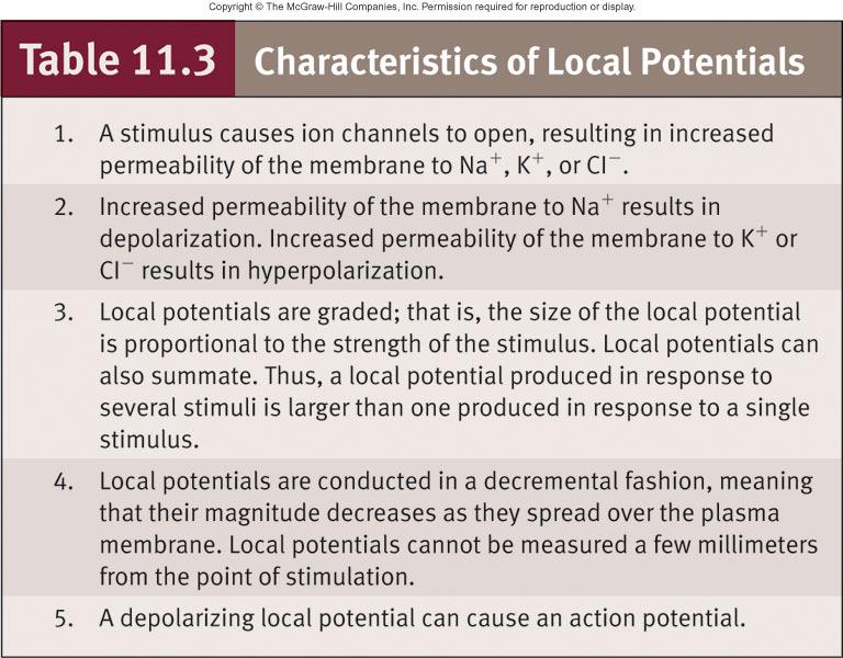 11-28 Local Potentials Result from Ligands binding to receptors Changes in charge across membrane Mechanical stimulation Temperature changes Spontaneous change in permeability Graded Magnitude varies