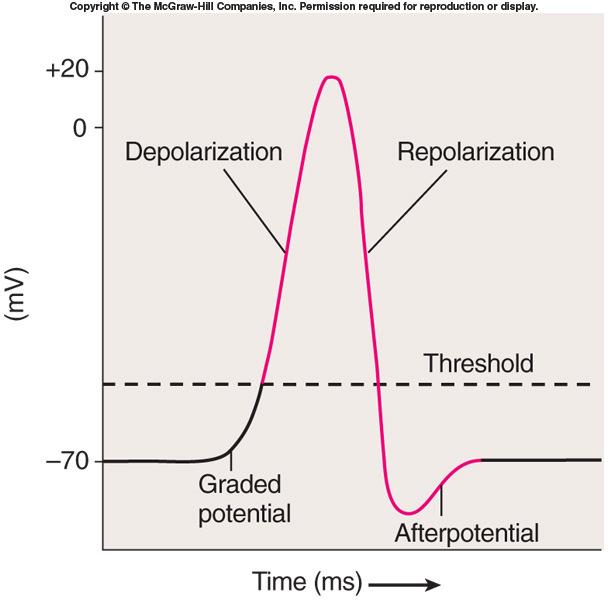 Action Potentials Depolarization phase followed by repolarization phase.