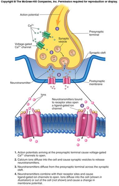 The Synapse Junction between two cells Site where action potentials in one cell cause action potentials in another cell Types of cells in synapse Presynaptic Postsynaptic 11-40 Electrical Synapses