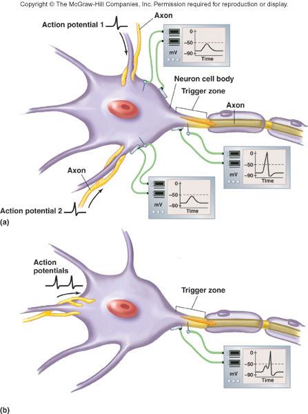 Divergent pathways: small number of presynaptic neurons synapse with large number of postsynaptic neurons. E.g., important information can be transmitted to many parts of the brain.