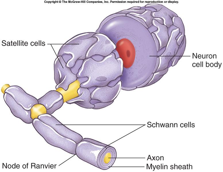 Single oligodendrocytes can form myelin sheaths around portions of several axons.