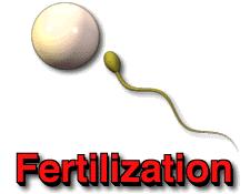 Fertilization- Joining of male and female (reproductive cells) during reproduction E.