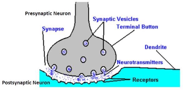 Term/Abbreviation Sympathetic Nervous System Targeted Cellular Technology Definition Component of the autonomic nervous system which functions to mobilize energy reserves; synaptic transmission
