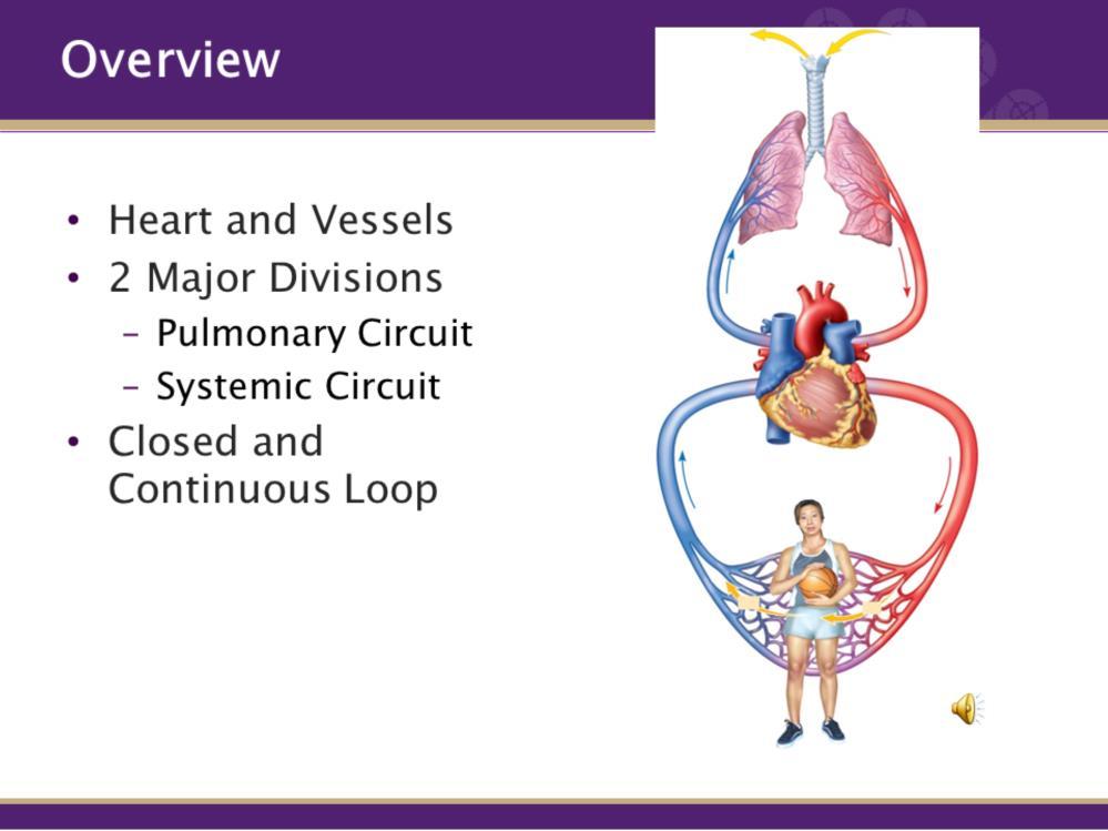The cardiovascular system is composed of the heart and blood vessels that carry blood to and from the body s organs.