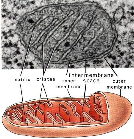 Mitochondria Function: makes energy for cells Facts: changes