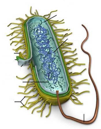 Prokaryotic (Pre) ( Nucleus) Always single- celled lacks organelles Few