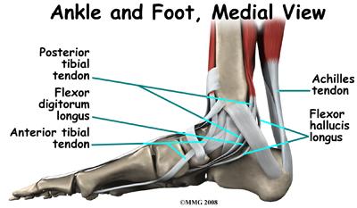 When the foot is twisted in one direction by the muscles of the foot and leg, these bones lock together and form a very rigid structure.