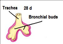The right main bronchus is slightly larger (wider) than the left one and is oriented more vertically The embryonic relationship