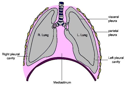 Development of the pleura As the lungs develop they acquire a layer of visceral pleura from splanchnic